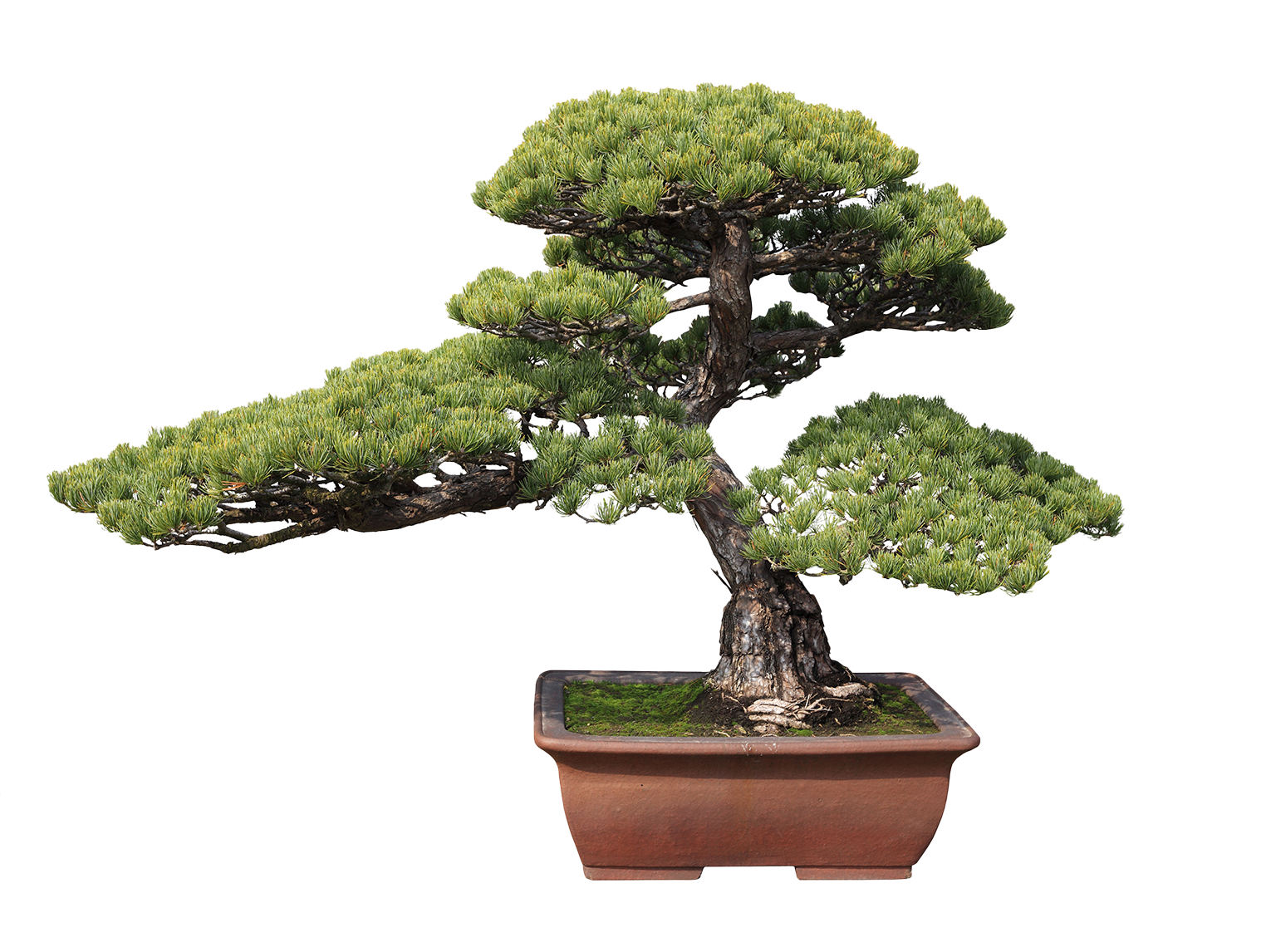 Bonsai